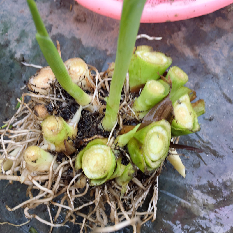 美人蕉苗种球根块水培土培庭院室内盆栽地栽园林市政公园绿化植物