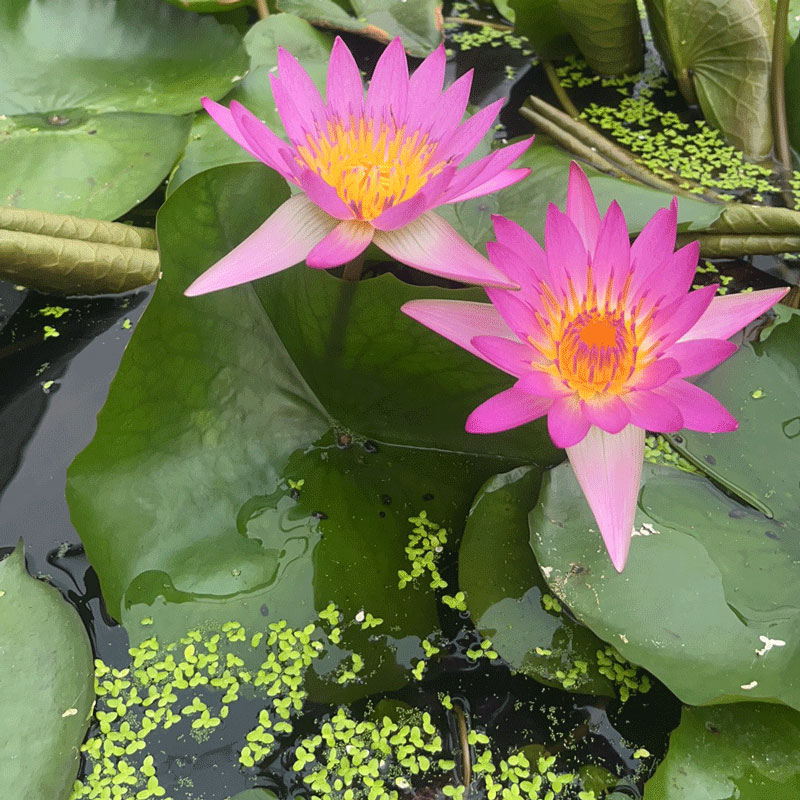 睡莲鱼池四季水养荷花造景根茎