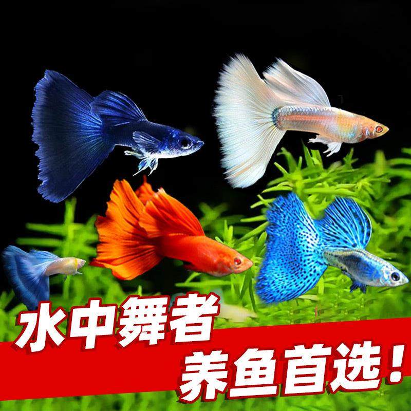 孔雀鱼活鱼精品凤尾纯种大尾巴临产孕母鱼苗观赏鱼热带鱼易繁殖,宠物/宠物食品及用品,桌面缸,淘宝优惠券,粉丝福利购,淘宝优惠卷