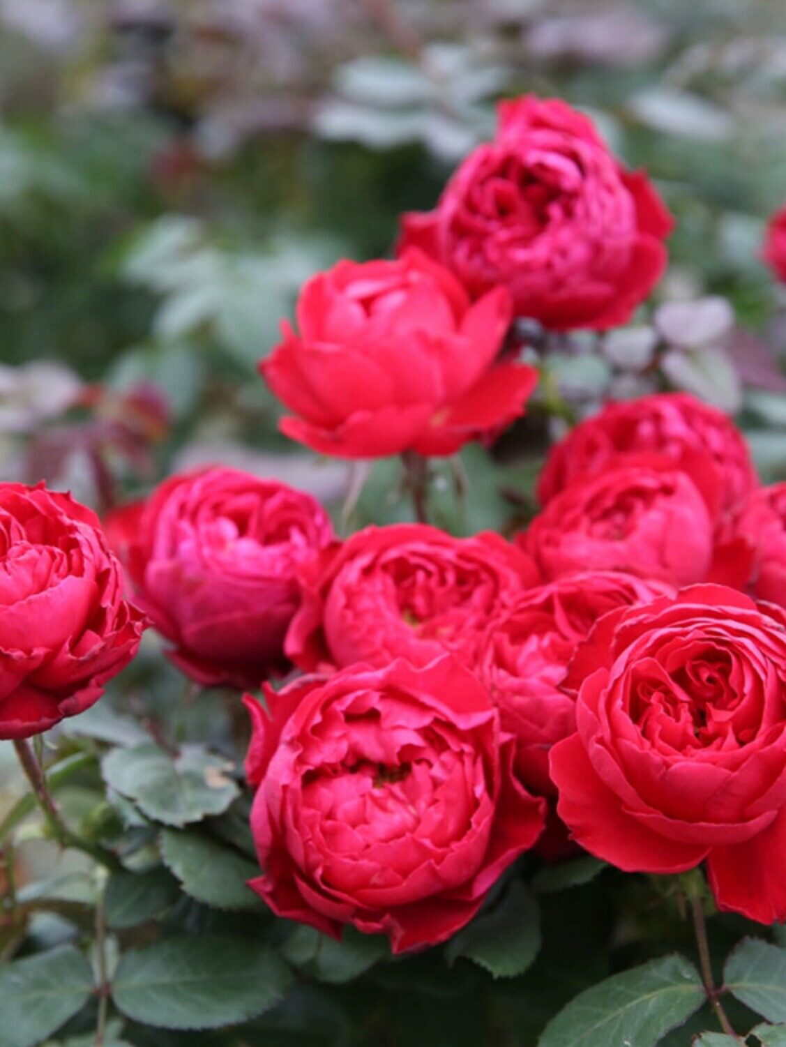 茶花女月季花苗四季浓香灌木大花苗阳台盆栽庭院地栽切花玫瑰欧月