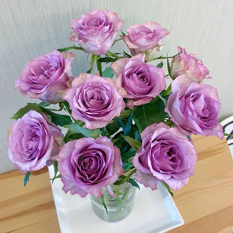 紫霞仙子月季花四季浓香灌木大花苗阳台盆栽庭院地栽切花玫瑰欧月