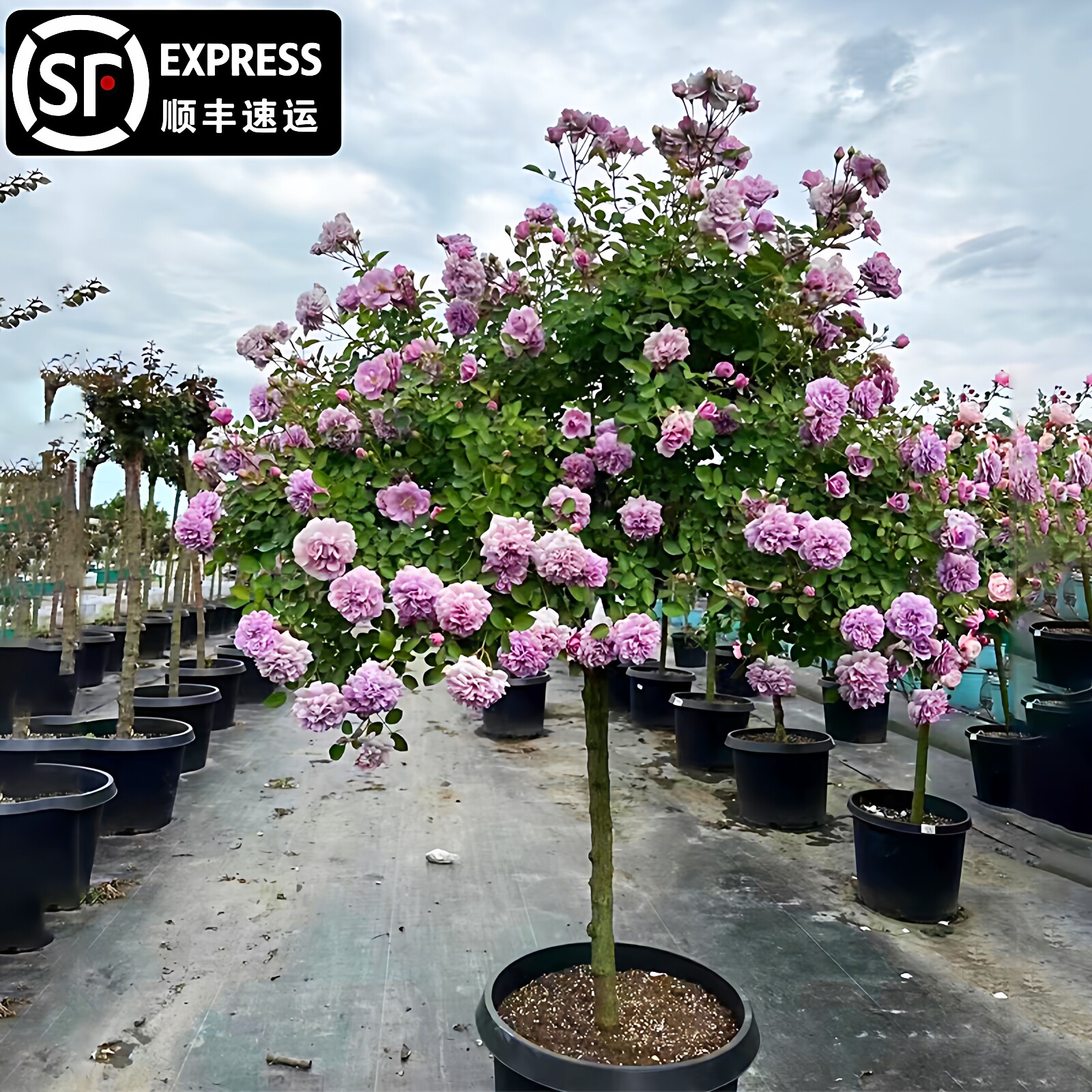 蓝色阴雨树桩月季棒棒糖树状多色玫瑰嫁接月季花苗大花高杆庭院花