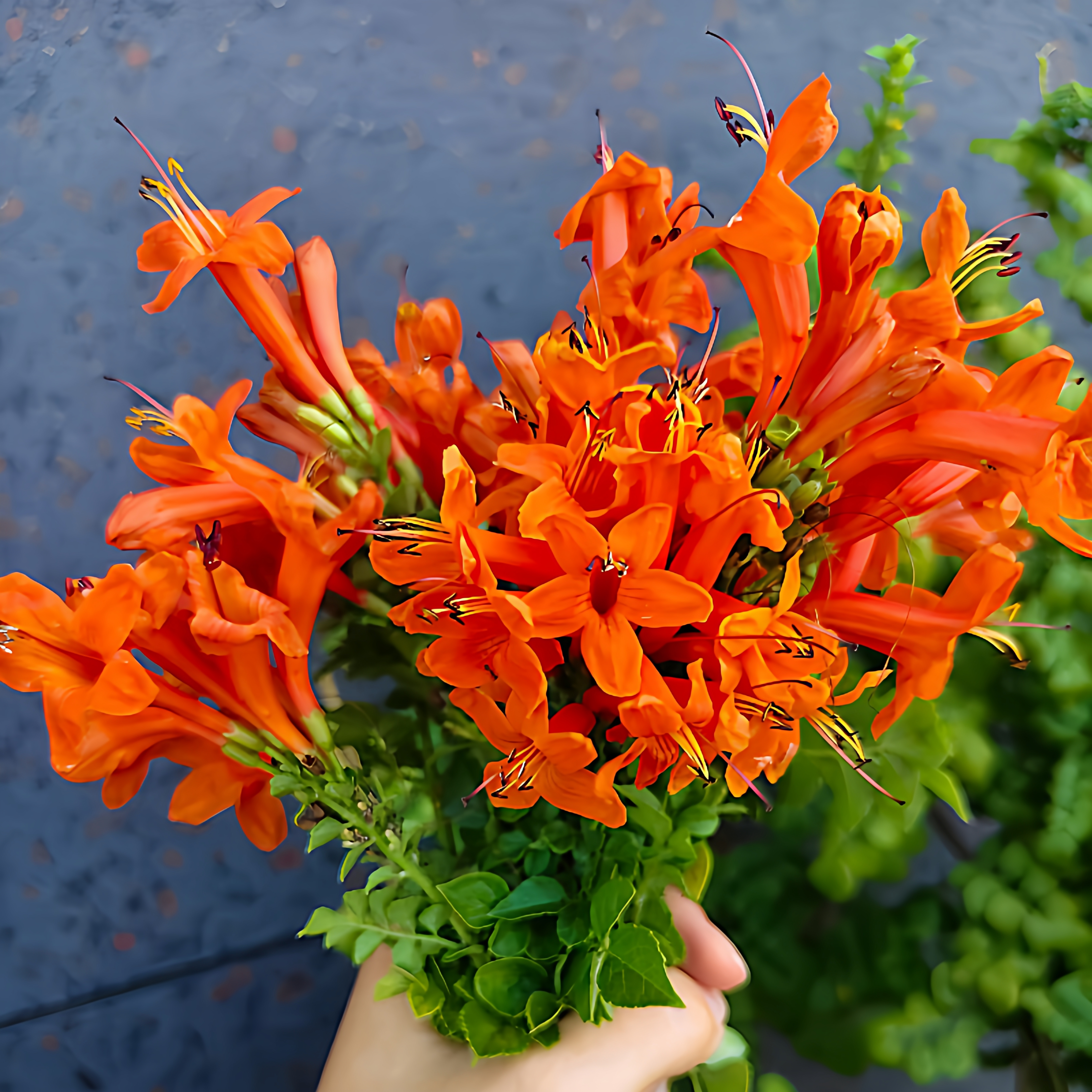 非洲凌霄花爬藤爬墙橙色凌霄耐寒