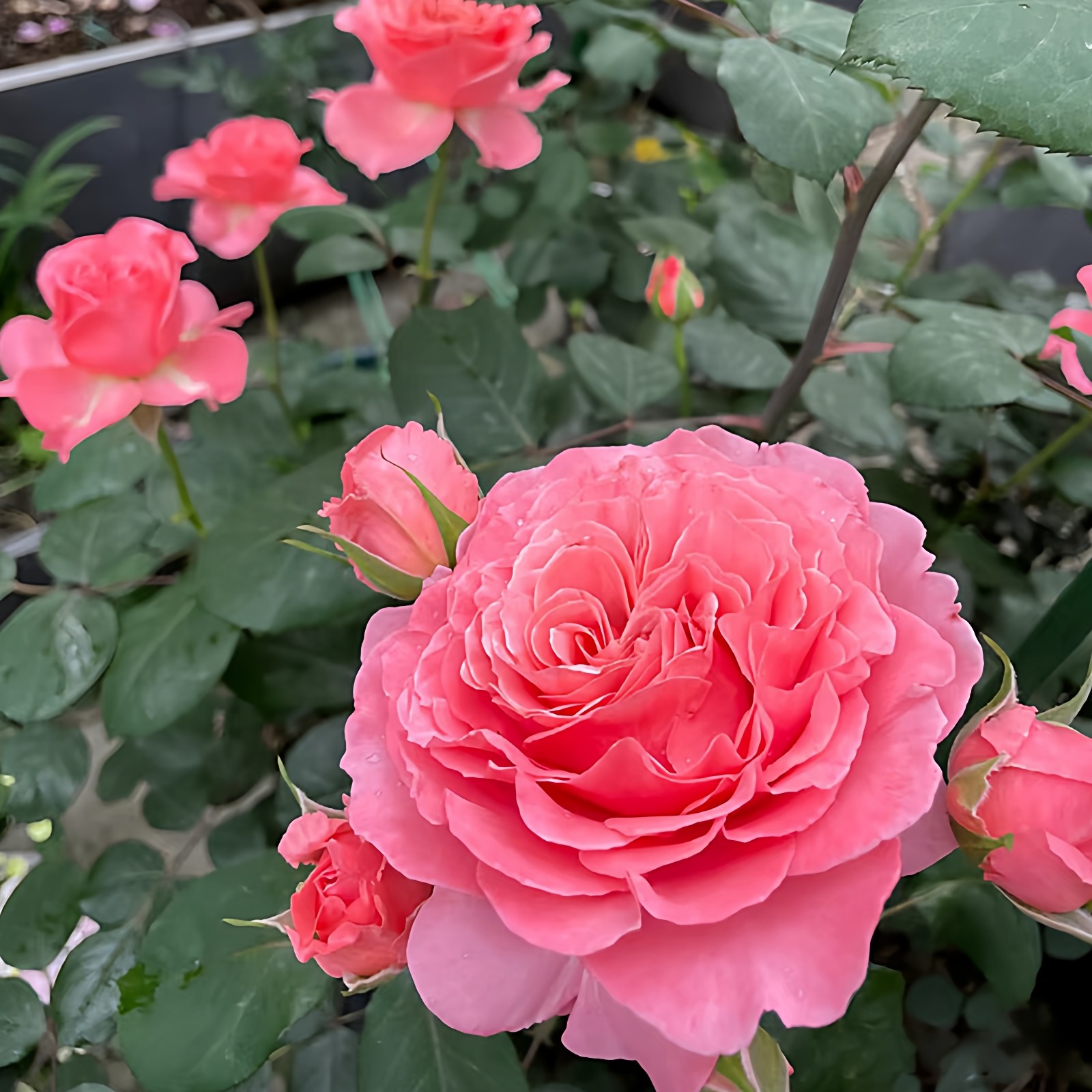 劳伦卡布罗尔月季四季浓香红色灌木大花阳台盆栽庭院地栽切花玫瑰,鲜花速递/花卉仿真/绿植园艺,月季/蔷薇/玫瑰,淘宝优惠券,粉丝福利购,淘宝优惠卷