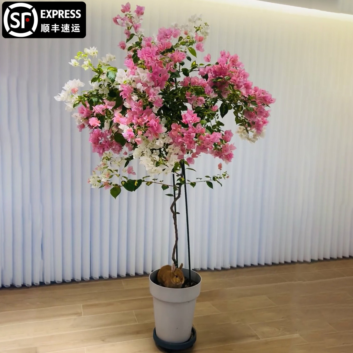 三角梅金心橙白高飘爬藤大苗原生