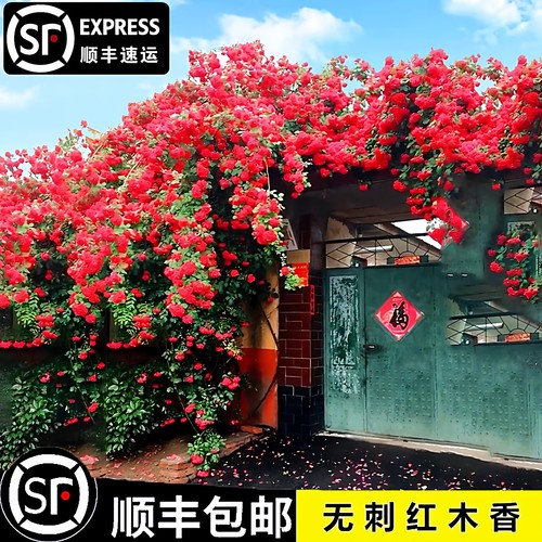无刺红木香花爬藤植物蔷薇花苗