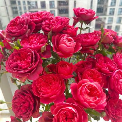 绝色果汁月季花苗四季浓香粉色