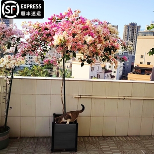 爬藤三角梅大苗高飘原生红樱高杆飘枝老桩室内盆栽庭院勤花耐热