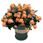 果汁阳台月季花大苗带花苞欧月灌木大花阳台盆栽庭院地栽切花玫瑰