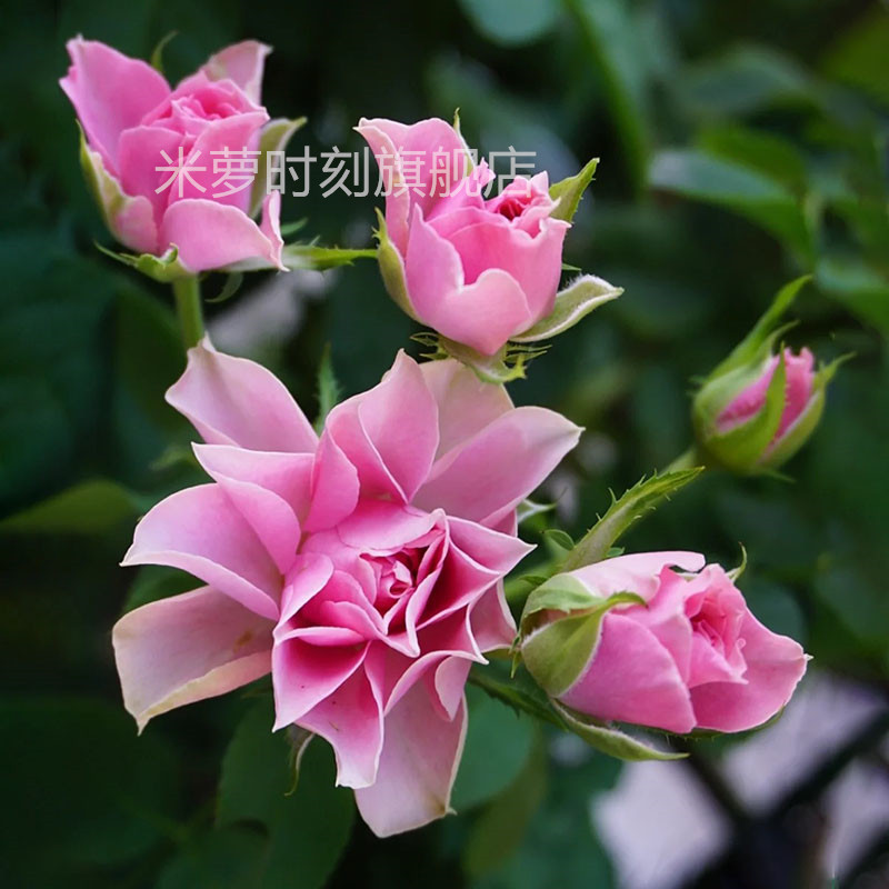 仿古花束月季花苗大花多季开盆栽阳台玫瑰花庭院花卉勤花蔷薇植物