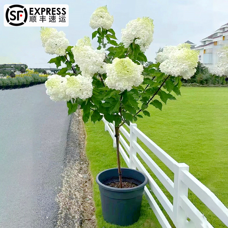 圆锥绣球棒棒糖绣球香草草莓盆栽