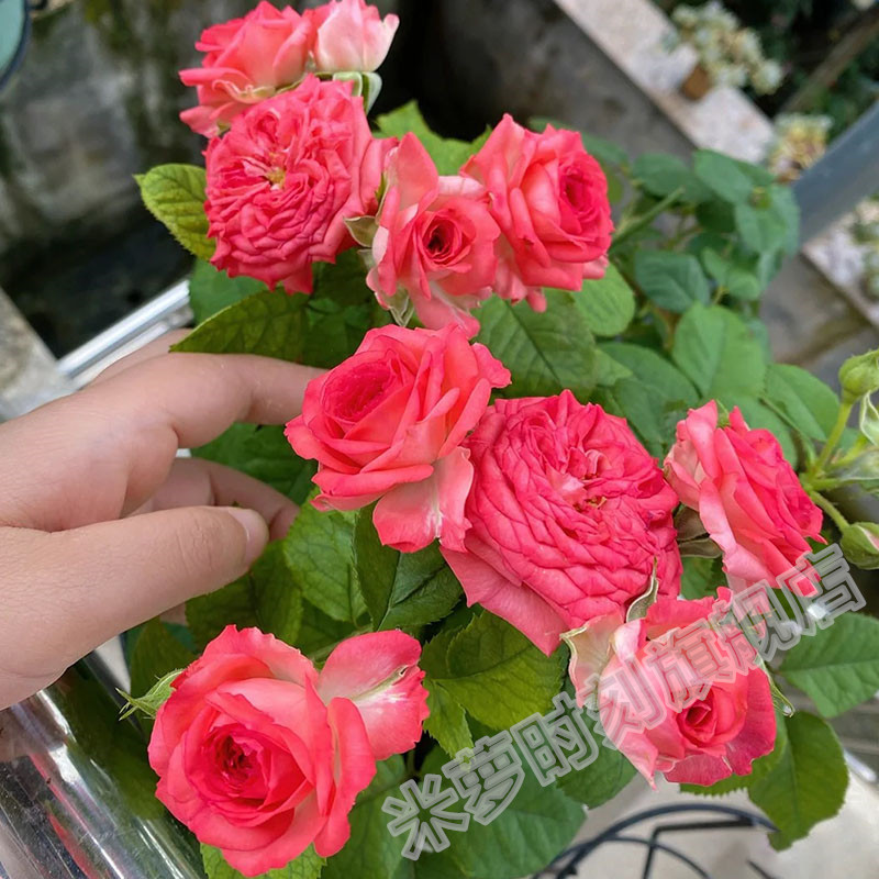 珊瑚宝石尤物月季花苗中花多季盆栽阳台玫瑰花庭院花勤花蔷薇植物