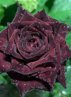 黑巴克玫瑰月季花大苗丝绒质感强暗红色阳台盆栽黑色大花庭院地栽