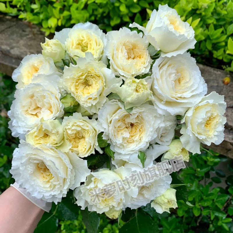 耐心月季花苗大花多季开盆栽阳台切花玫瑰花庭院花卉勤花蔷薇植物