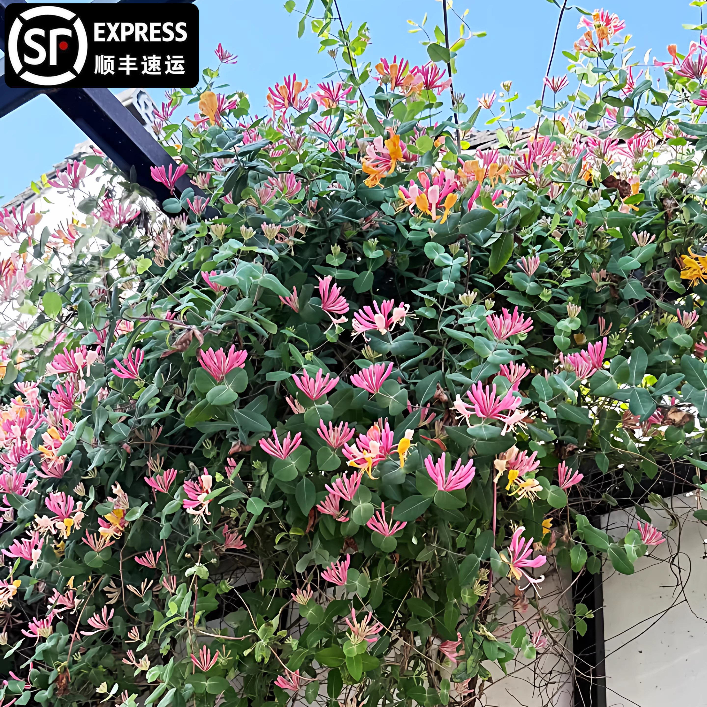 京九红金银花树红色无刺爬藤京久红可食用阳台盆栽庭院耐寒棒棒糖