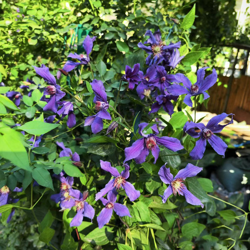 阳台幸福之鸟铁线莲花苗盆栽爬藤