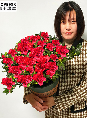 杜鹃花盆栽大苗带花苞多季室内外植物耐寒年宵花好养易活阳台鲜花