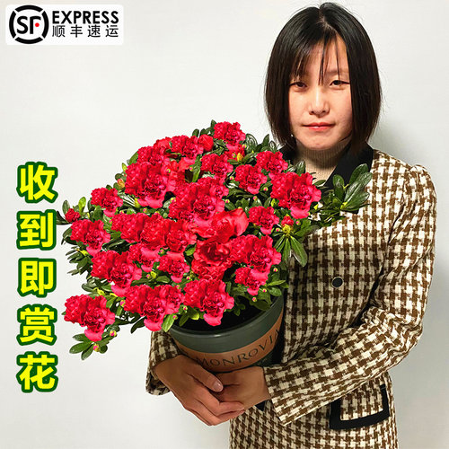 杜鹃花盆栽室内外四季绿植带花包
