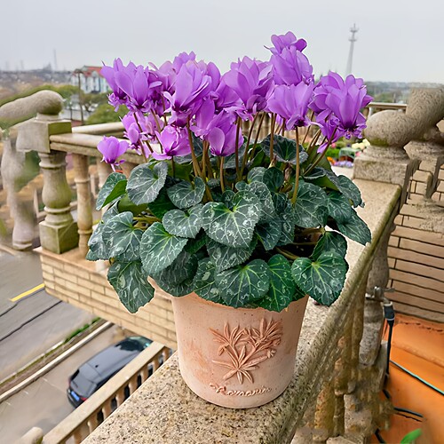 仙客来室内盆栽绿植阳台花苗四季