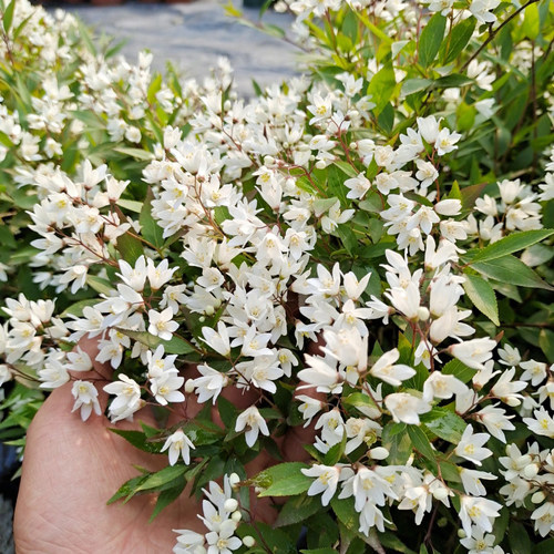 冰生溲疏雪樱花重瓣草莓田溲苏