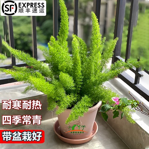 狐尾天门冬阳台庭院植物耐旱耐寒