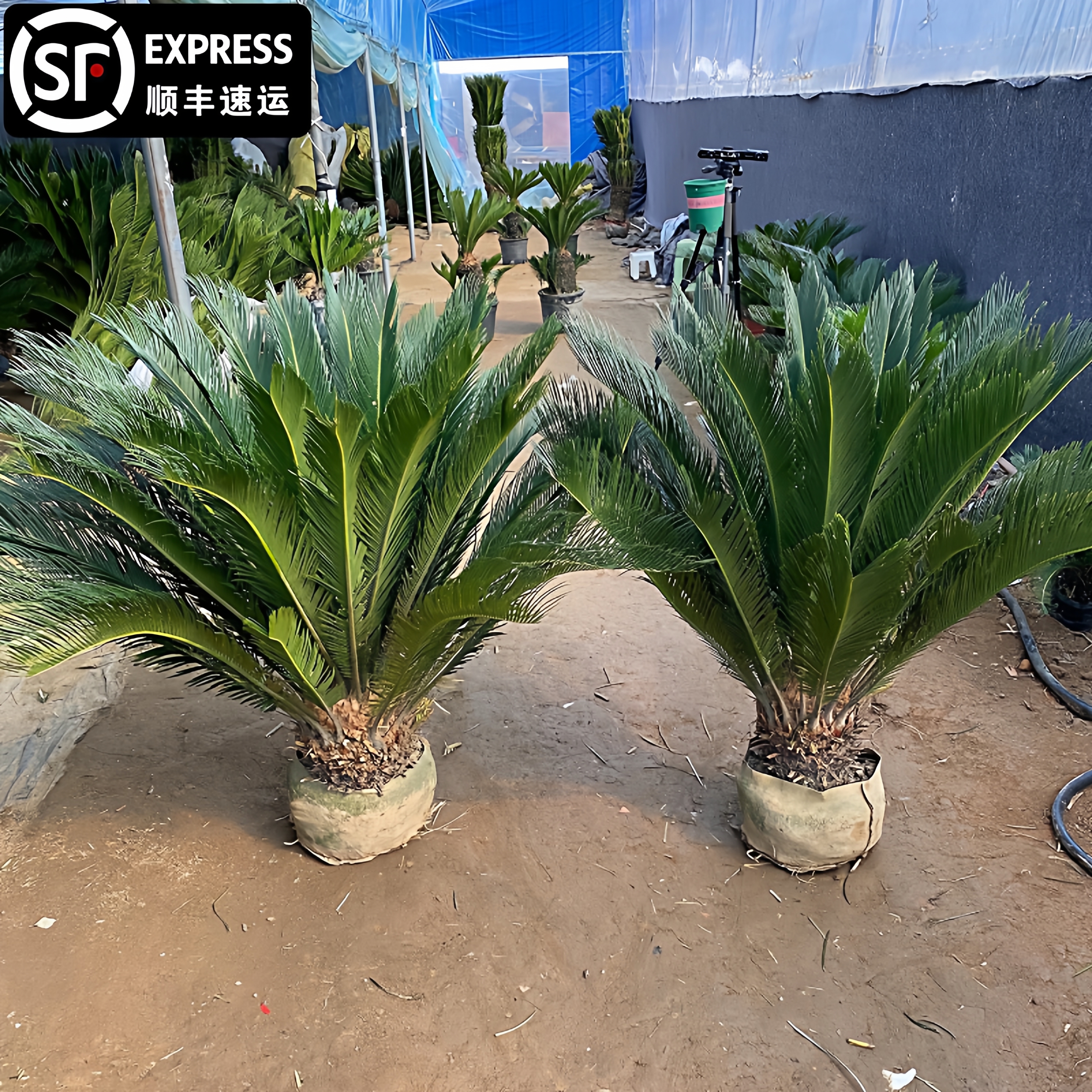 铁树树苗盆栽大型室外庭院四季青