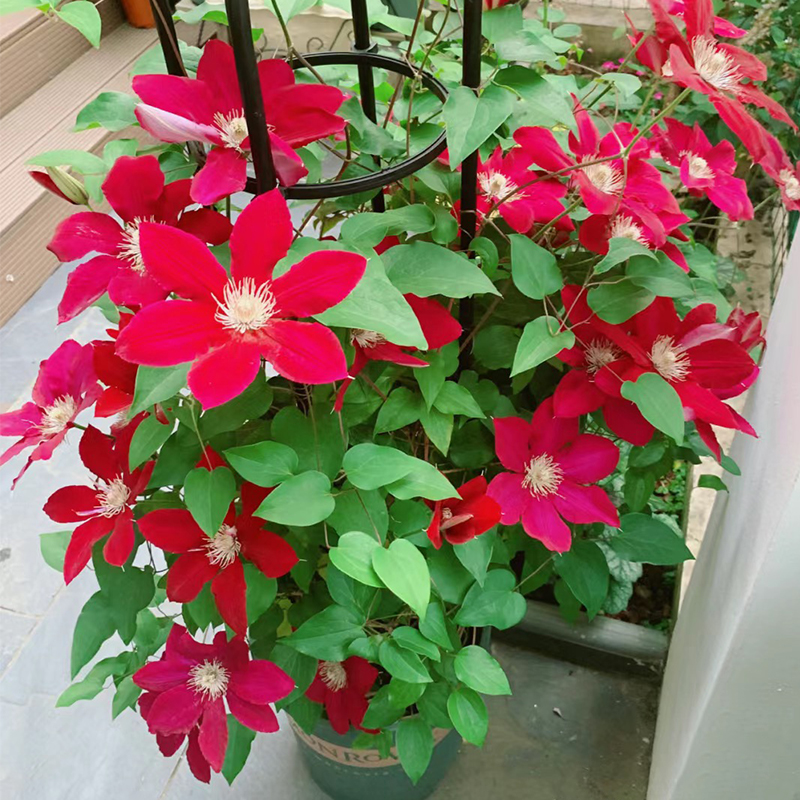 红色大花藤本瑞贝卡铁线莲盆栽