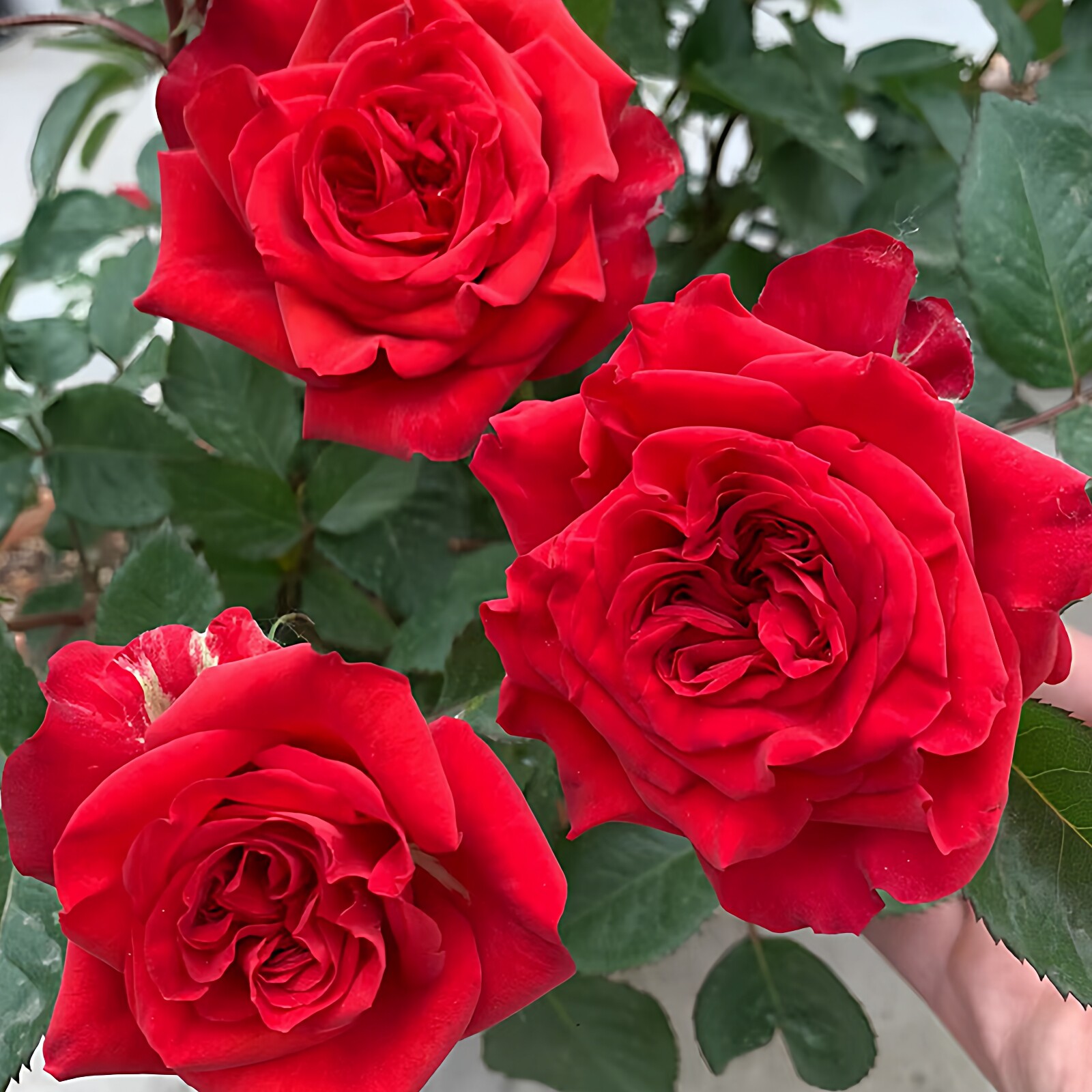 梅朗口红月季花大苗盆栽阳台庭院大红花浓香玫瑰花四季花卉绿植物