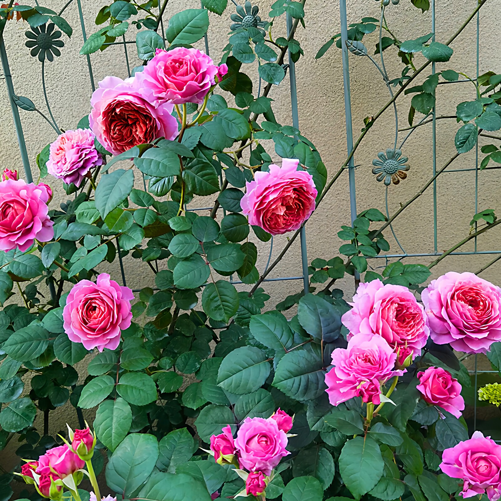 翠鸟月季花苗四季浓香灌木大花阳台盆栽庭院地栽切花黑红玫瑰欧月