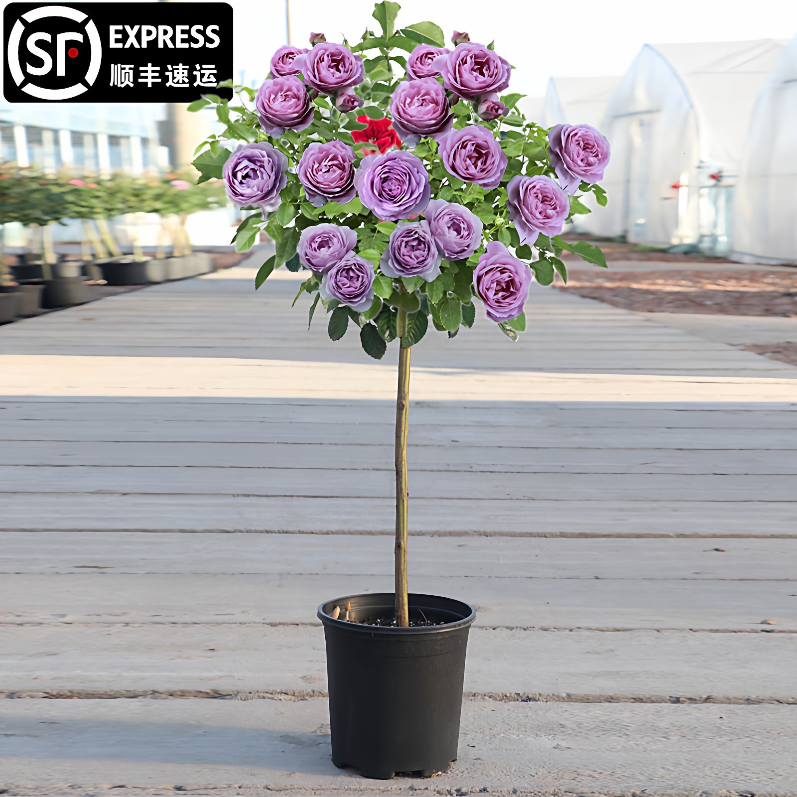 蓝色风暴树桩月季棒棒糖树状多色四季玫瑰嫁接月季花大花高杆庭院