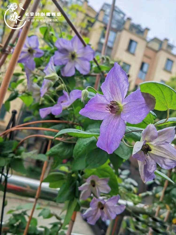 海风铁线莲花苗盆栽爬藤花藤本皇后半重瓣大花丰花无刺攀援海之息,鲜花速递/花卉仿真/绿植园艺,绣球/木绣球/木本植物,淘宝优惠券,粉丝福利购,淘宝优惠卷