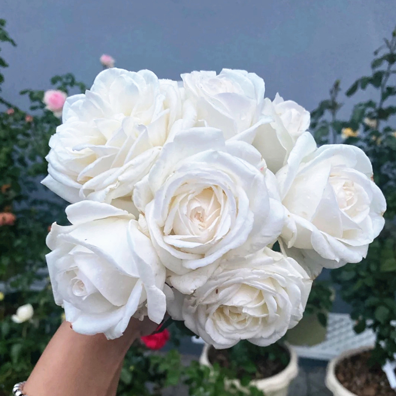 珍妮莫罗月季花四季浓香切花玫瑰