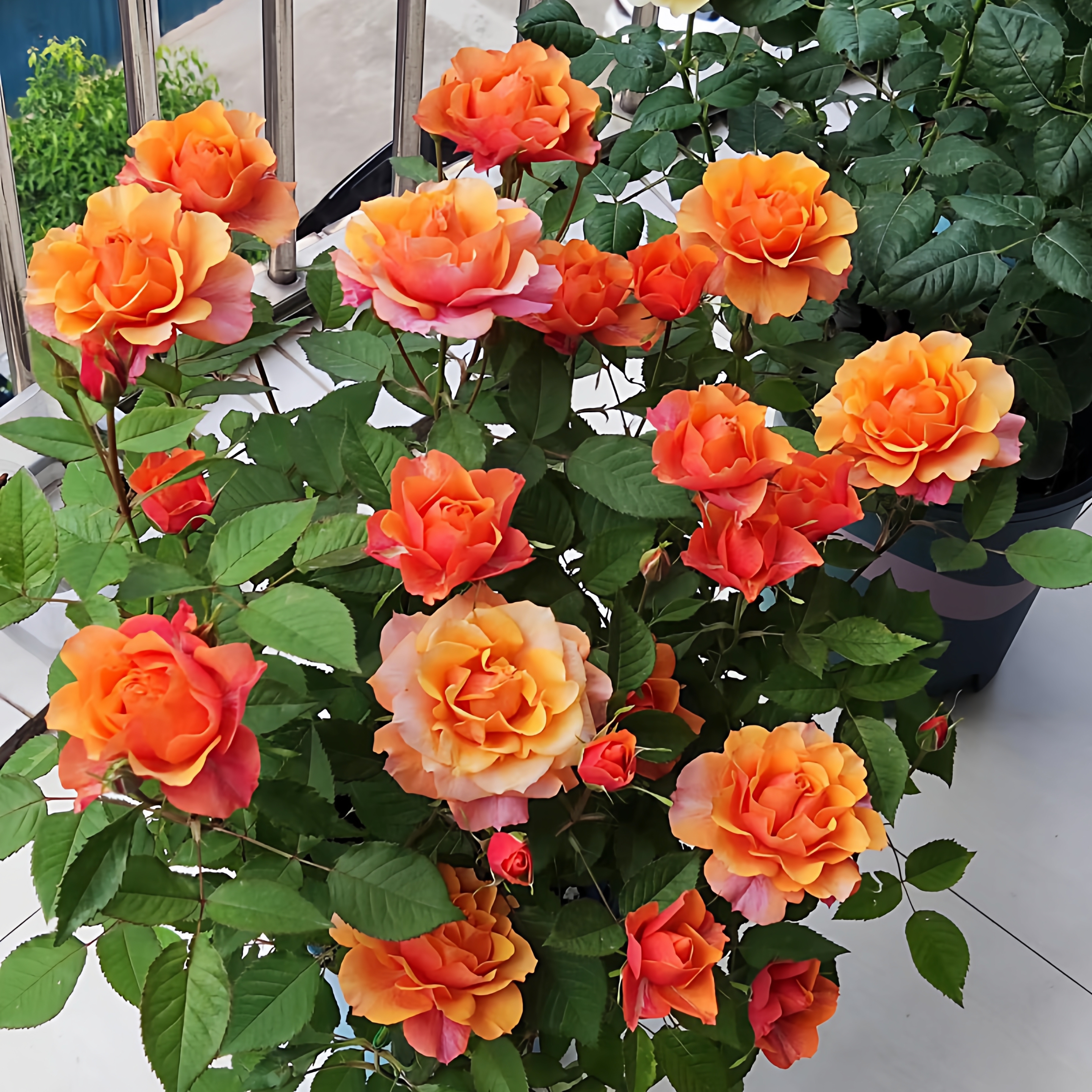 艾帕索月季花灌木大花切花玫瑰