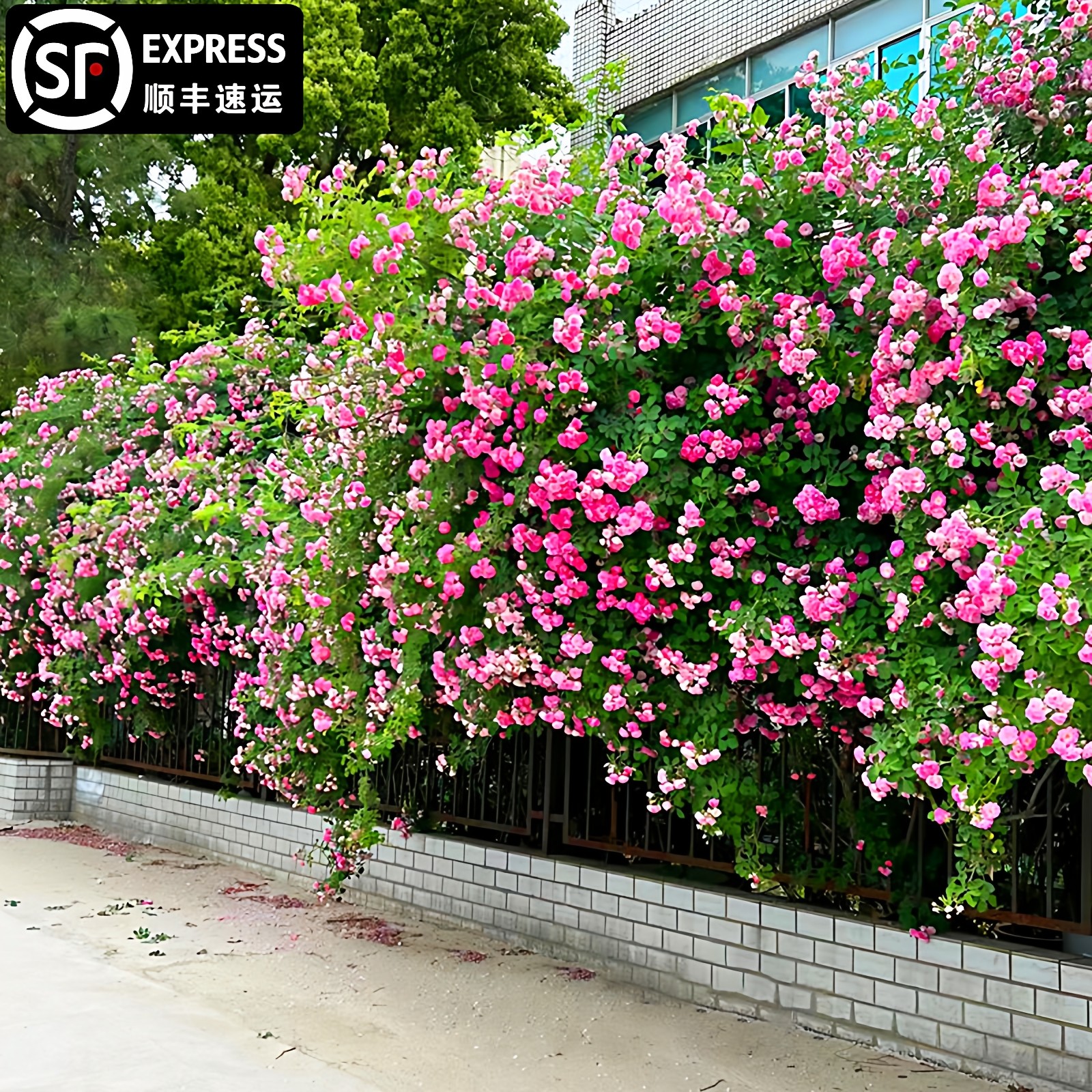 无刺粉团蔷薇花苗十姐妹藤本月季七姐妹爬藤四季浓香玫瑰爬墙花卉