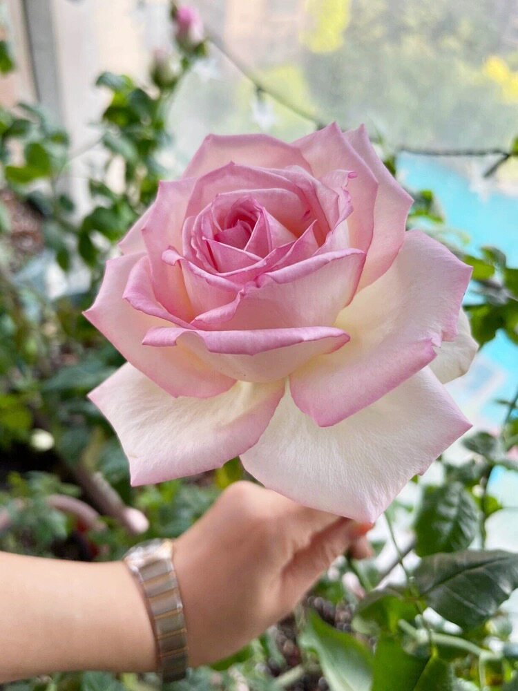 乐天派月季花大苗盆栽四季特大花浅粉色玫瑰抗病强阳台花园绿植物
