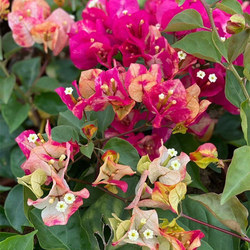 画报三角梅老桩盆栽带花绿樱红樱