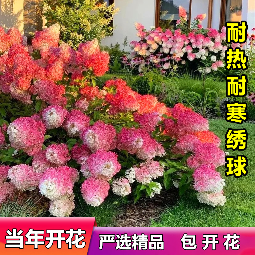 圆锥绣球香草草莓花苗石灰灯绣球花耐晒耐寒花卉夏日美人盆栽植物