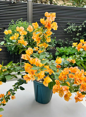 加州黄金三角梅老桩盆栽带花爬藤植物重瓣四季阳台耐热好养活绿樱