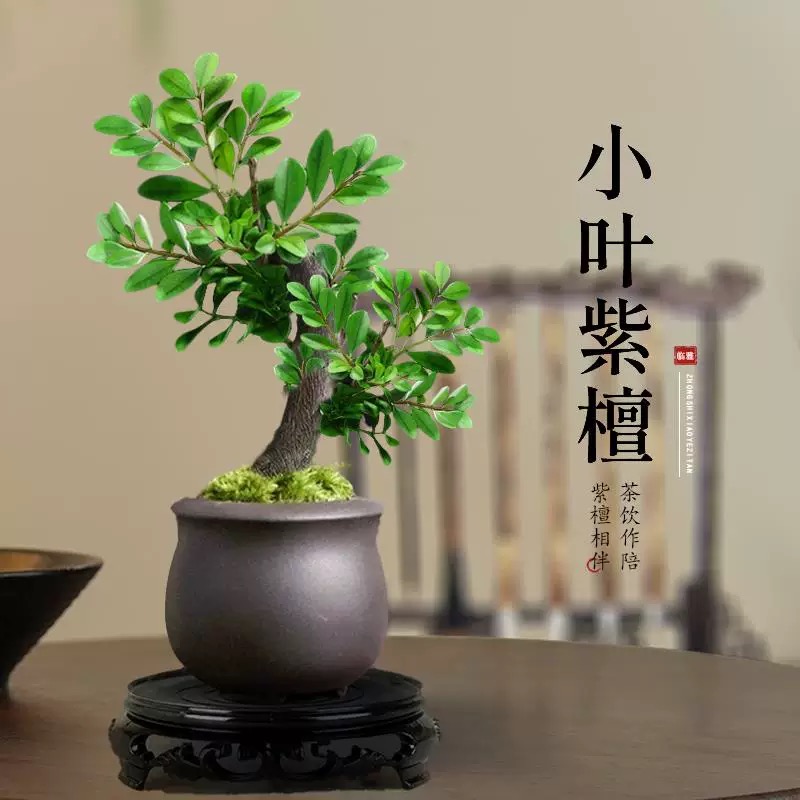 小叶紫檀盆景绿植办公室内客厅桌