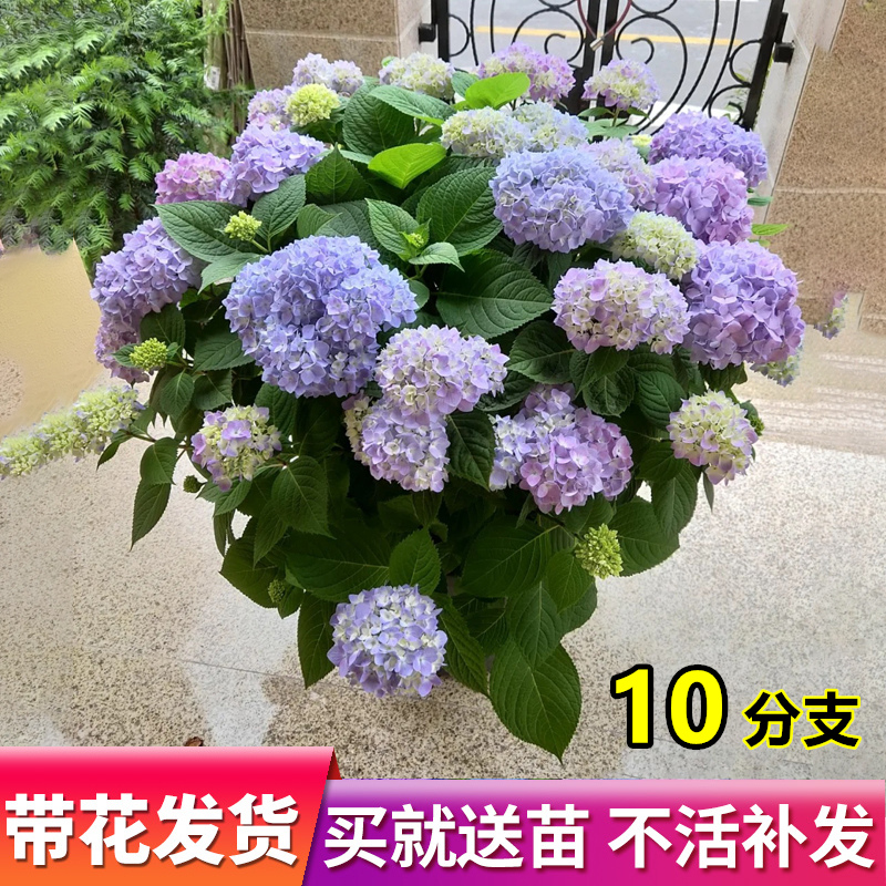 绣球花苗老桩无尽夏带花庭院盆栽