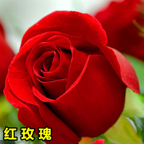 红色玫瑰花苗浓香切花月季卡罗拉
