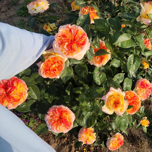 橘子酱月季花大花浓香多季开花阳台庭院月季花苗勤花切花玫瑰花卉
