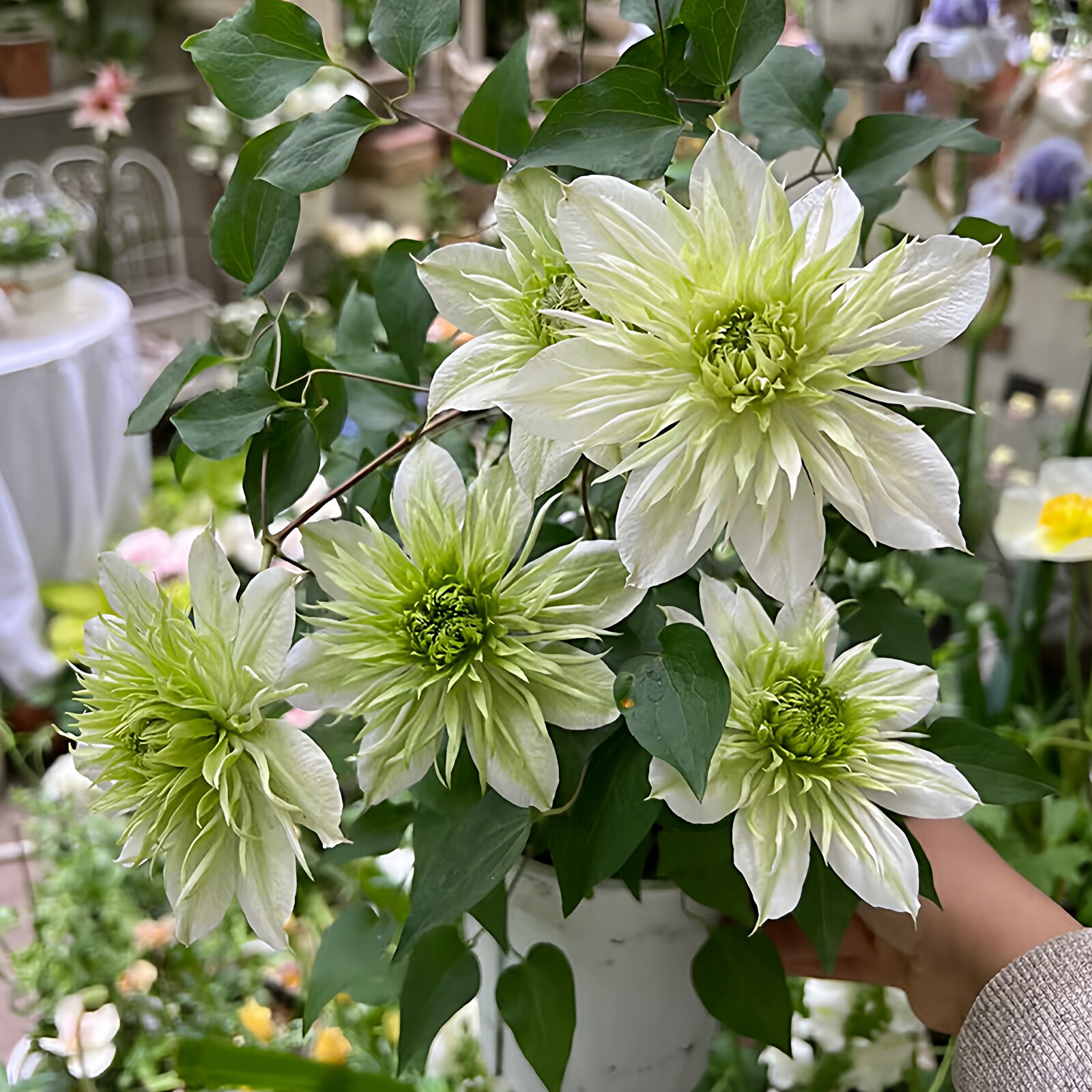 华川铁线莲花苗庭院爬藤花攀援植物花卉阳台盆栽好养绿植四季大花