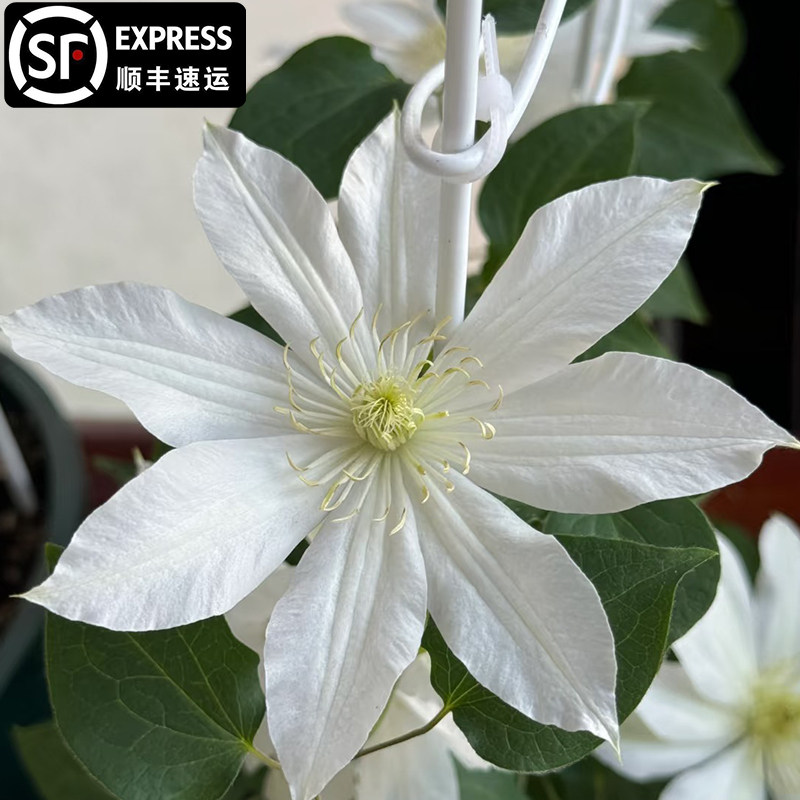 北滨铁线莲大苗爬藤植物白色大花攀爬庭院耐寒植物爬墙花卉盆栽
