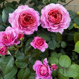 翠鸟爬藤月季大花藤本月季蔷薇花阳台盆栽浓香玫瑰花庭院爬墙植物