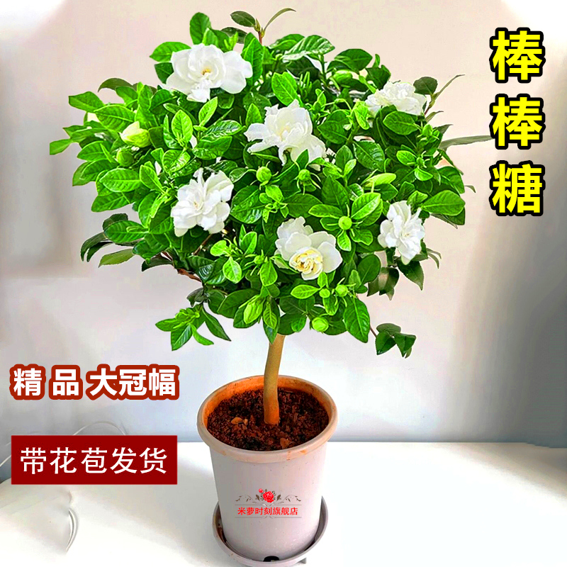 阳台棒棒糖栀子花带花苞四季茉莉