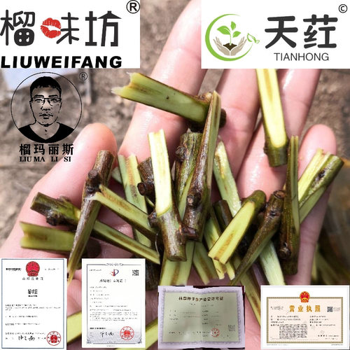彰冠慕乐软籽石榴嫁接接穗