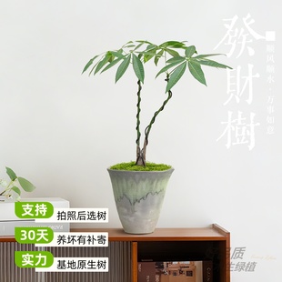 招财树 原生发财树室内绿植小盆栽客厅办公室桌面植物懒人好养四季