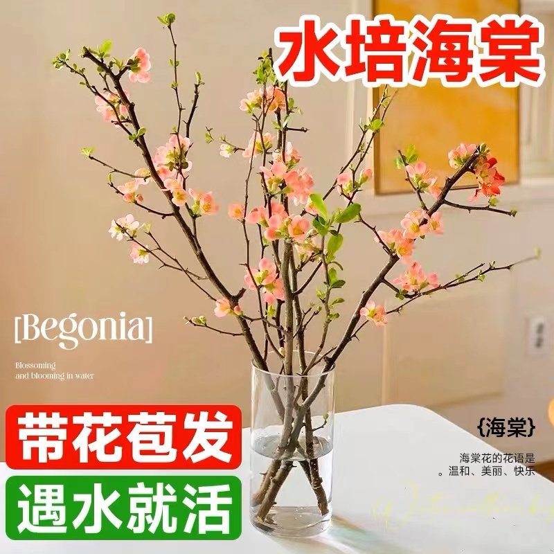 水培海棠花鲜切枝室内盆栽树