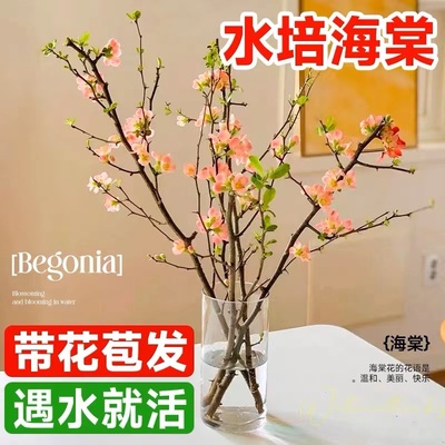 水培海棠花鲜切枝室内盆栽树